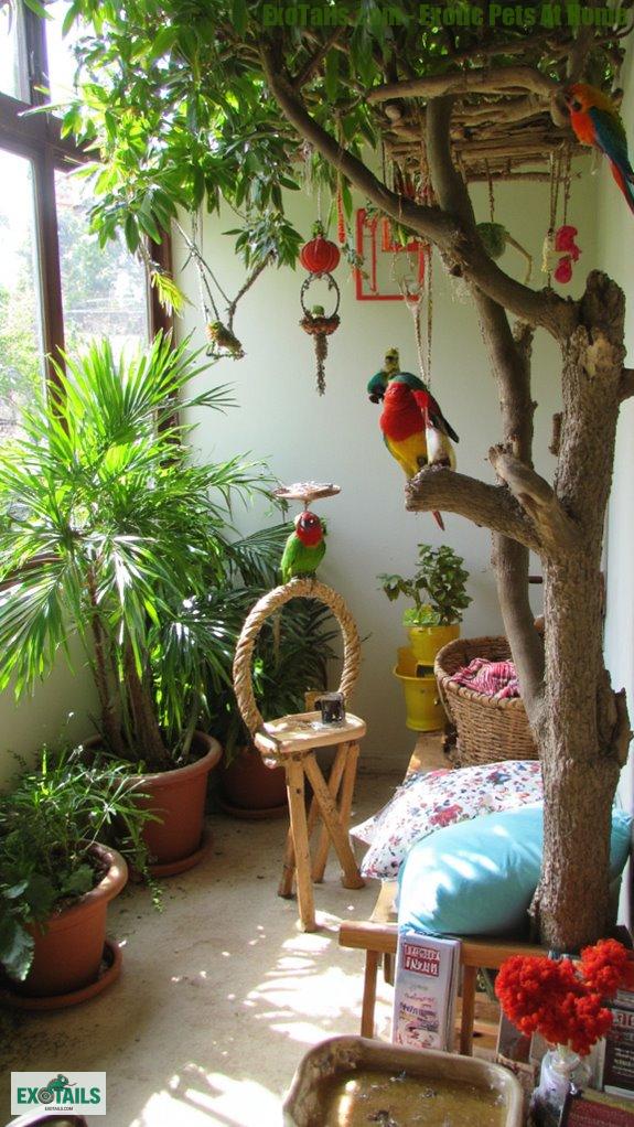 choosing spacious sunny aviary