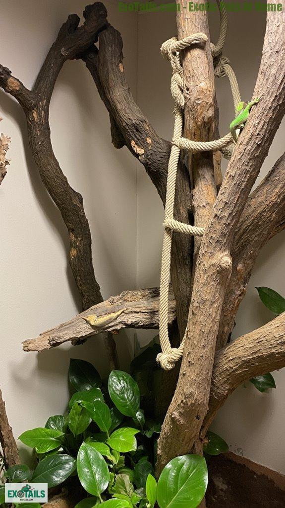 climbing structures enhance reptile habitats