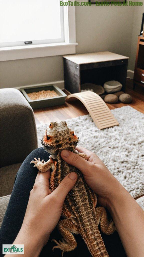 gentle handling and enrichment