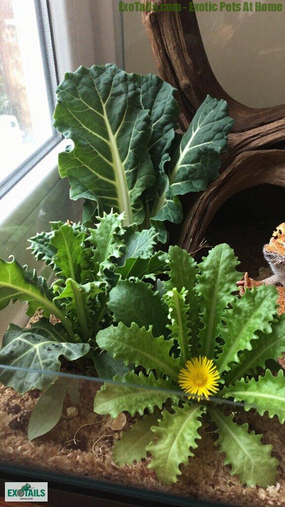 grow nutritious in tank greens