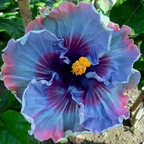 200+ Hibiscus Seeds for Planting - Non-GMO Heirloom