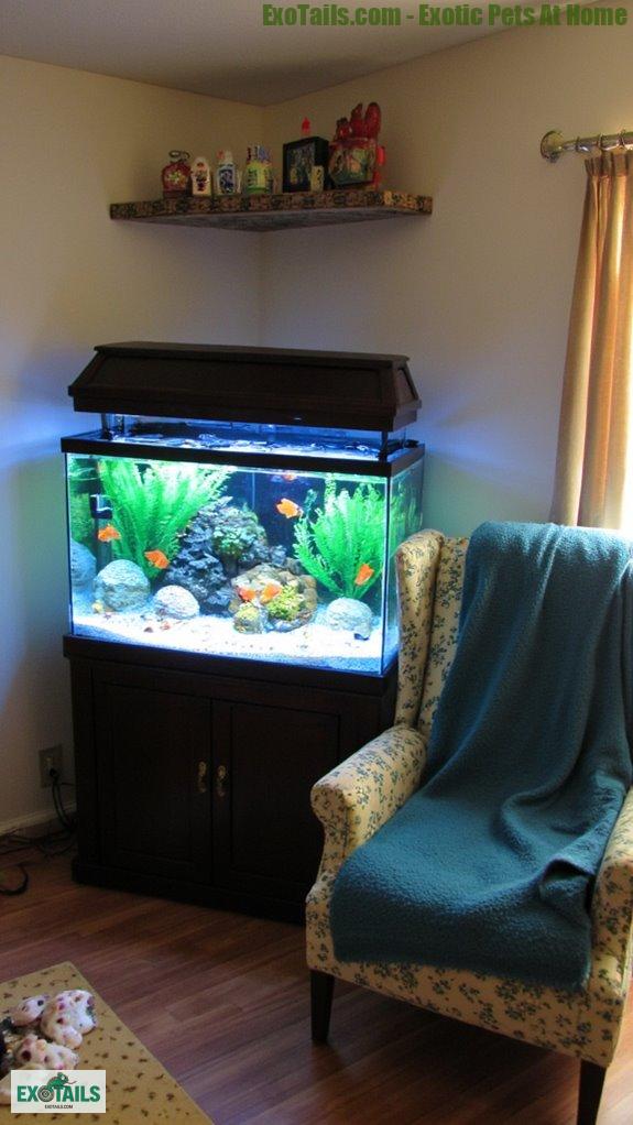 rare aquatic pet magic
