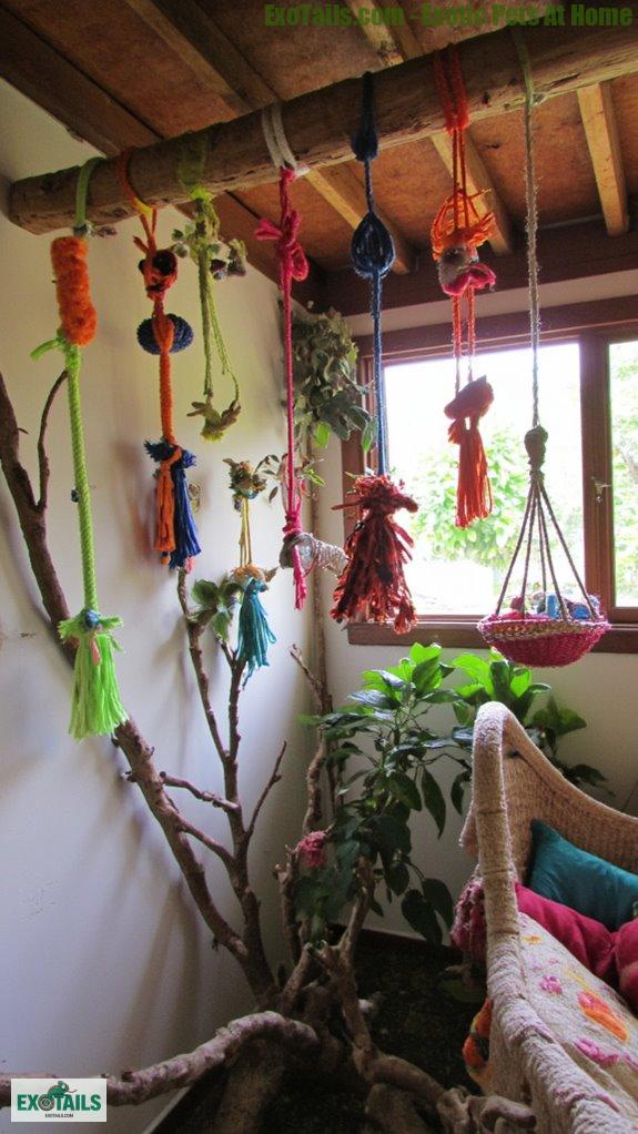 vertical play enhances pet happiness
